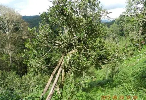 2022白沙河古樹春茶特點？