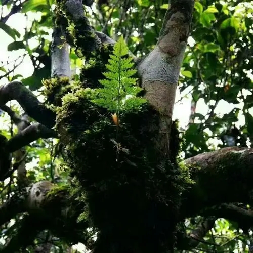 2022年黑水梁子古樹春茶價格?