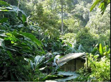 2022年薄荷塘古樹春茶多少錢一公斤?