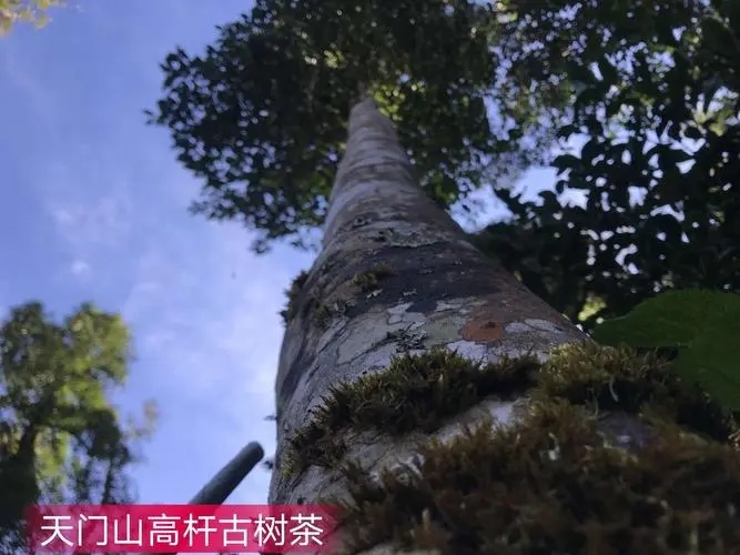 2022年天門山古樹春茶特點(diǎn)?