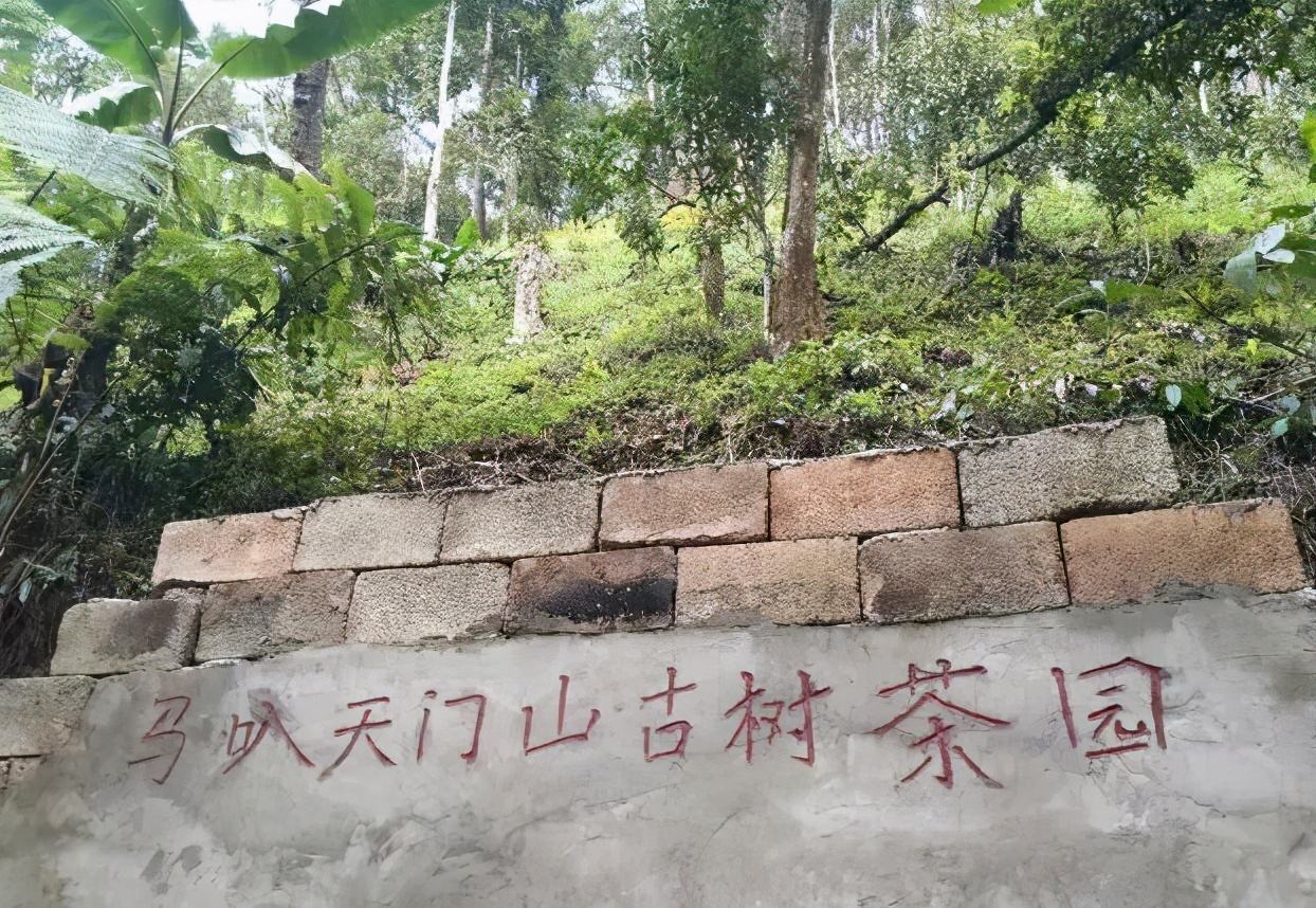 2022年天門山古樹春茶多少錢一公斤？