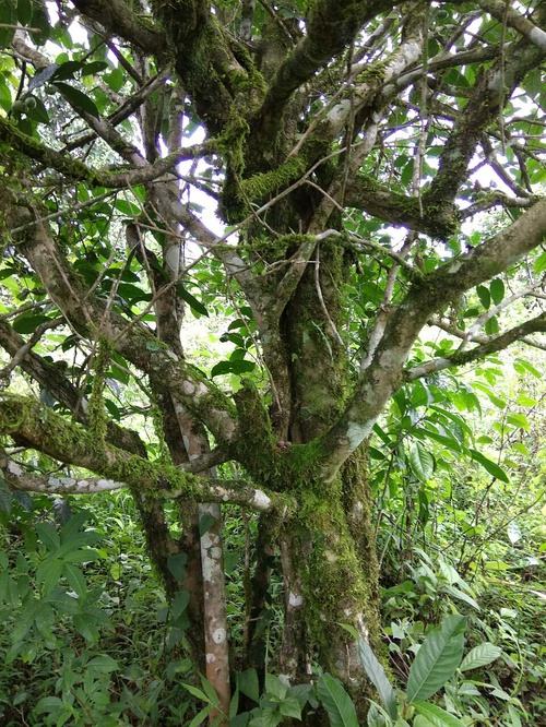 2022年高山寨古樹春茶口感?