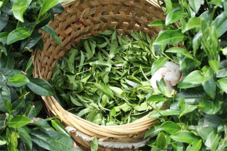 2022年曼松古樹春茶價格?