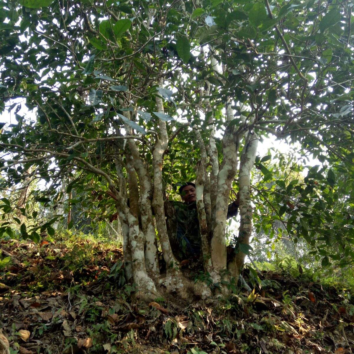 2022年蠻磚瓦龍古樹春茶特點？