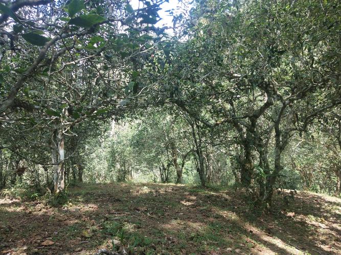 2022年革登古樹春茶多少一公斤？