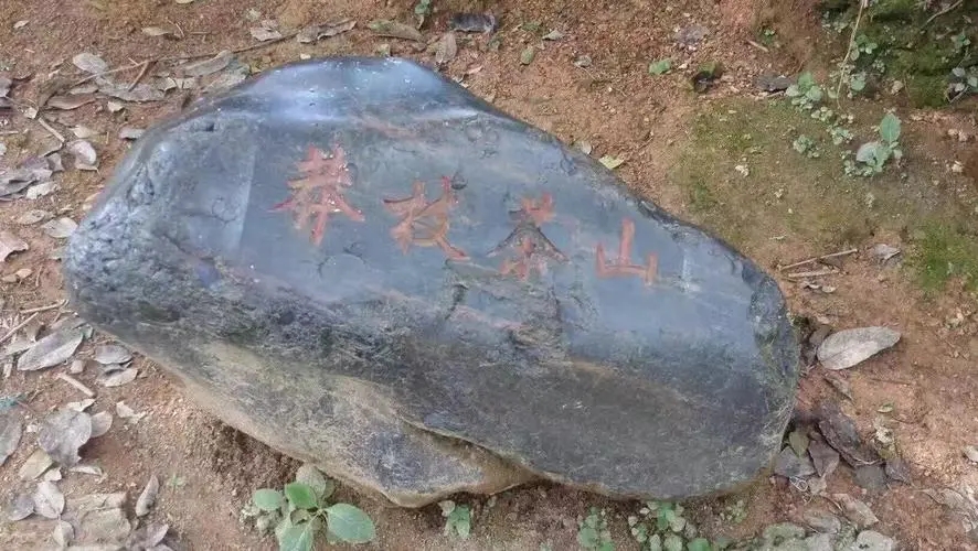 2022年莽枝古樹春茶特點？