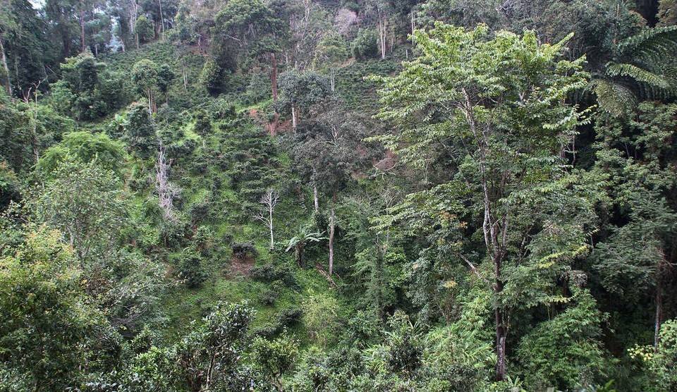 2022年攸樂古樹春茶價格？