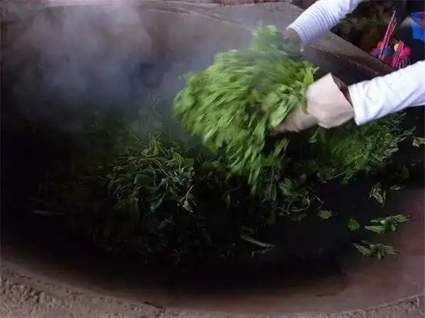 普洱茶為什么要殺青？