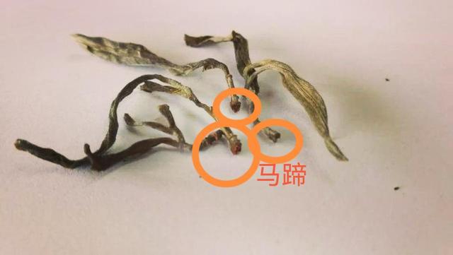 “馬蹄梗”多少跟季節有關系？