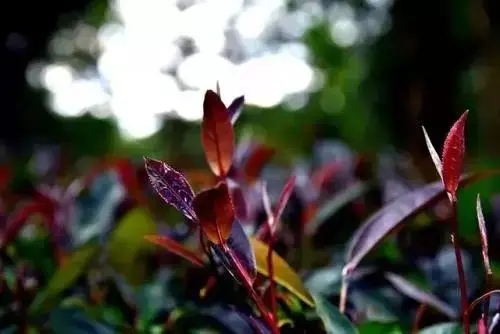 普洱異類：紫芽和紫鵑的區別與聯系