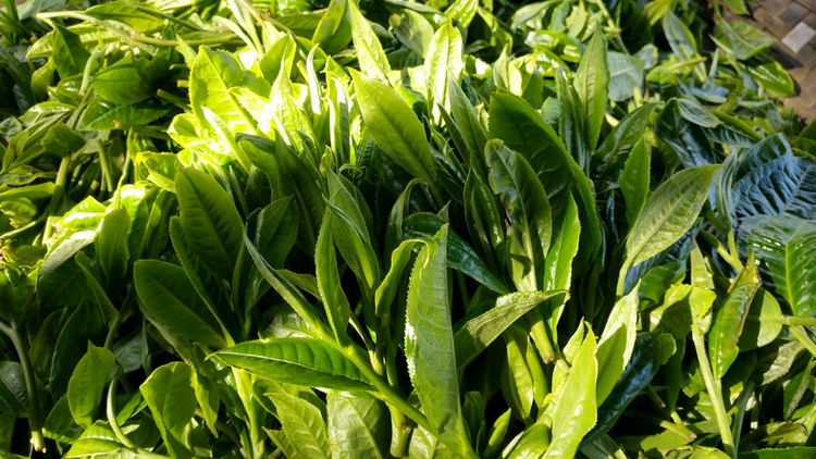 南糯山上的多依寨和姑娘寨