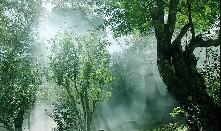 獨有神韻的瀾滄景邁古樹茶!