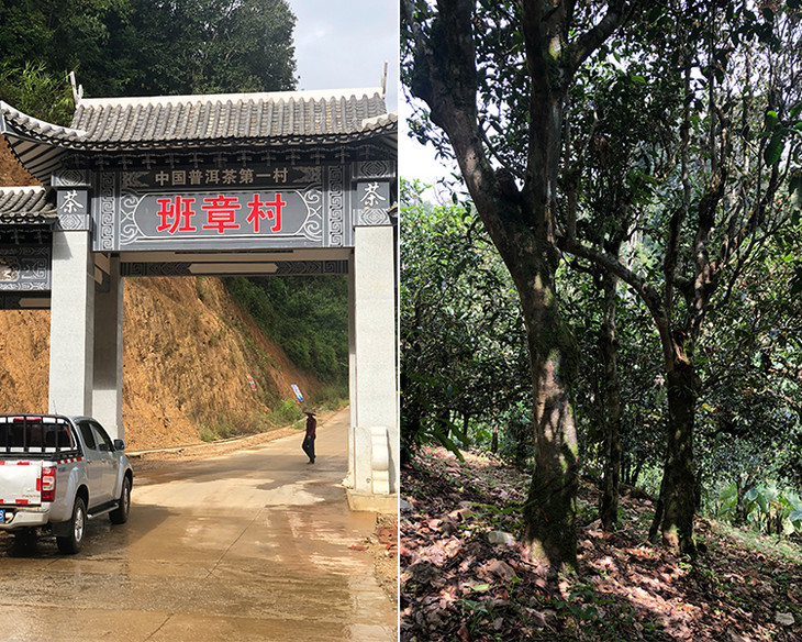 2023年新班章古樹(shù)春茶品質(zhì)怎么樣？