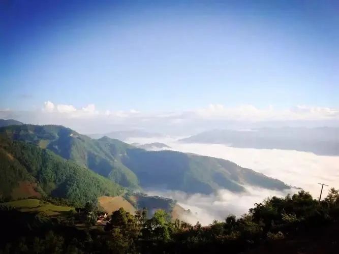 2023邦崴古樹春茶特點是什么?