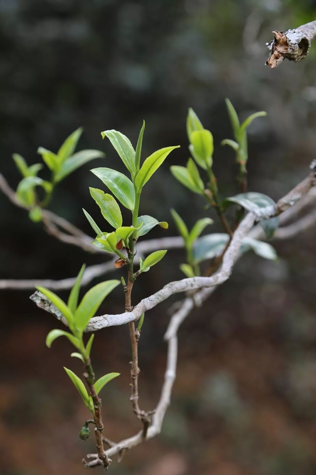 2023年昔歸古樹春茶特點(diǎn)是什么?