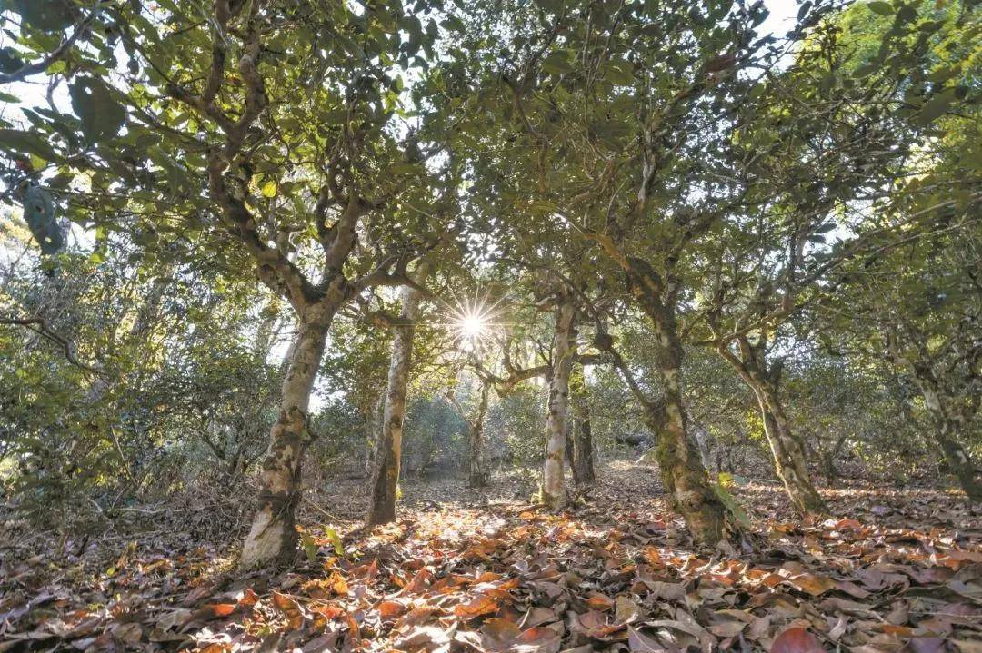 2023年忙肺古樹春茶特點是什么？