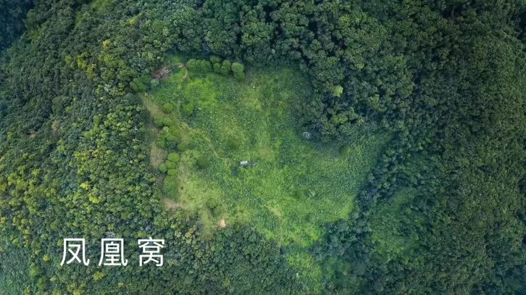 2023年鳳凰窩古樹春茶品質如何？