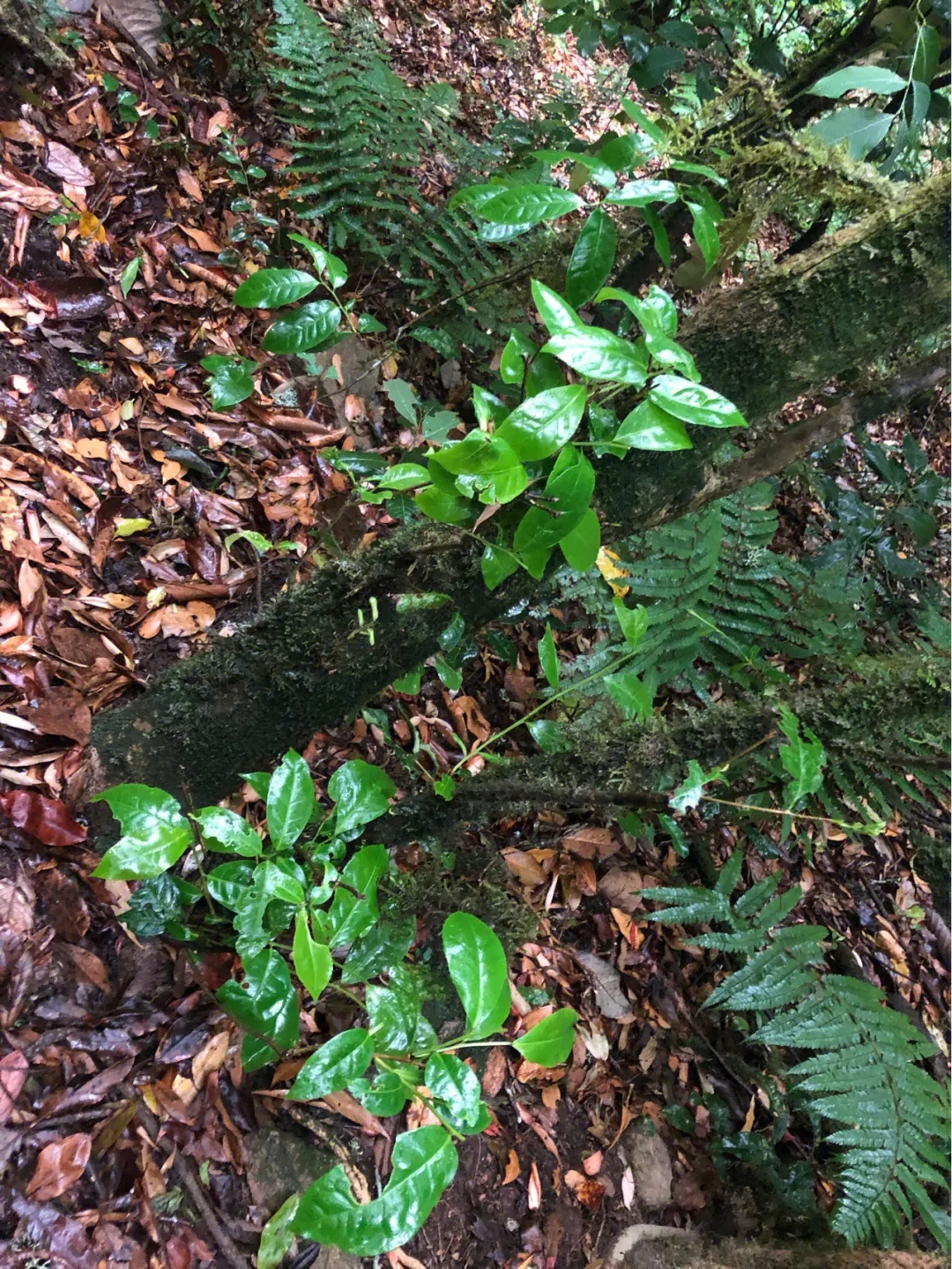 2023年南迫古樹春茶多少一公斤？