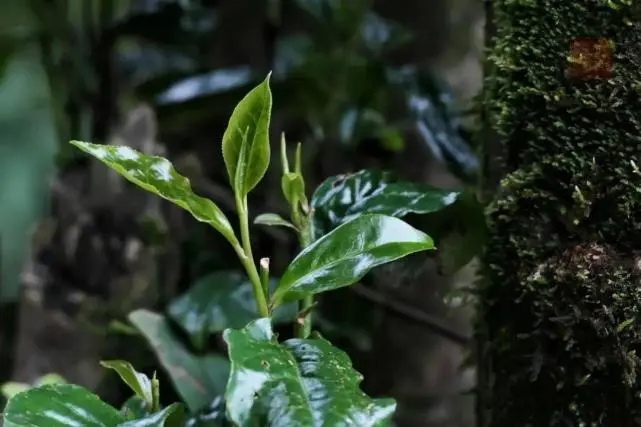 2023年薄荷塘古樹春茶品質怎么樣?