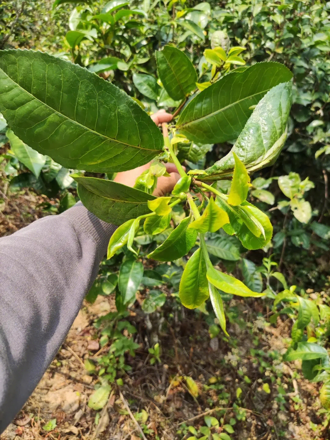 2023年勐庫小荒田古樹春茶品質如何?