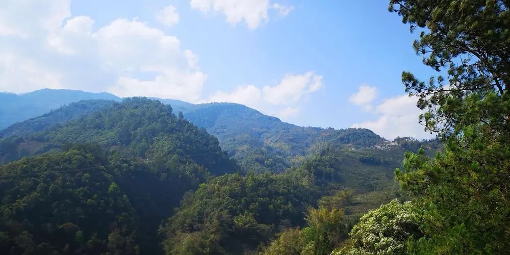 2023年勐庫豆腐寨古樹春茶品質(zhì)如何?