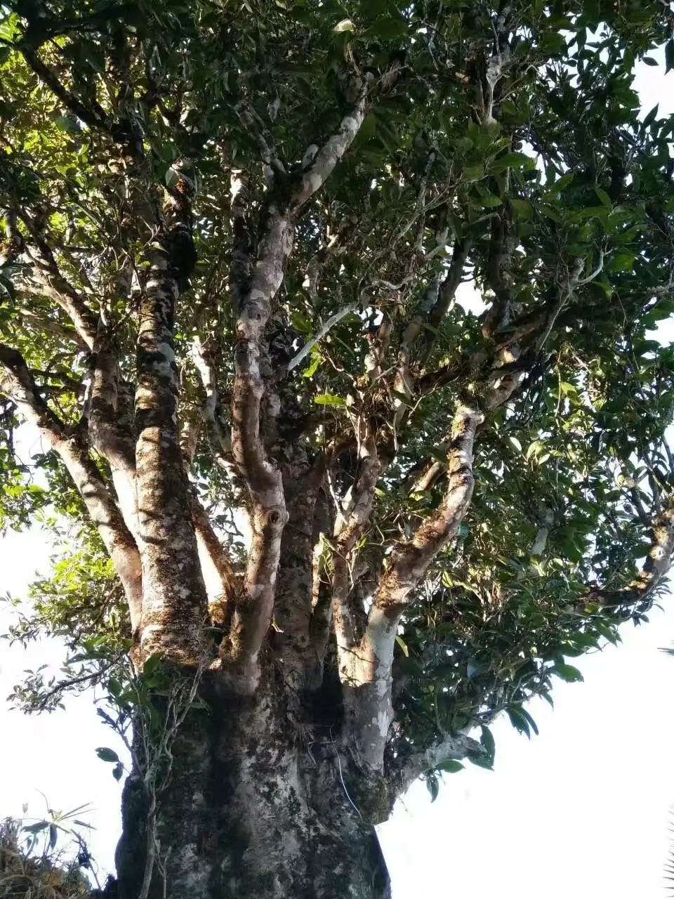 2023年麻栗坡古樹春茶口感怎么樣？