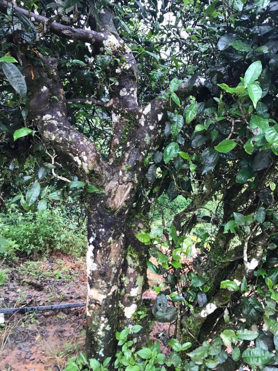 2023年麻栗坡古樹春茶價格是多少？