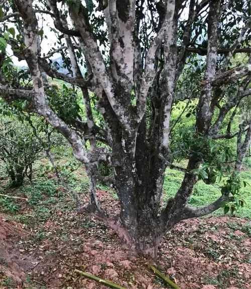 2023年易武張家灣古樹春茶特點是什么？