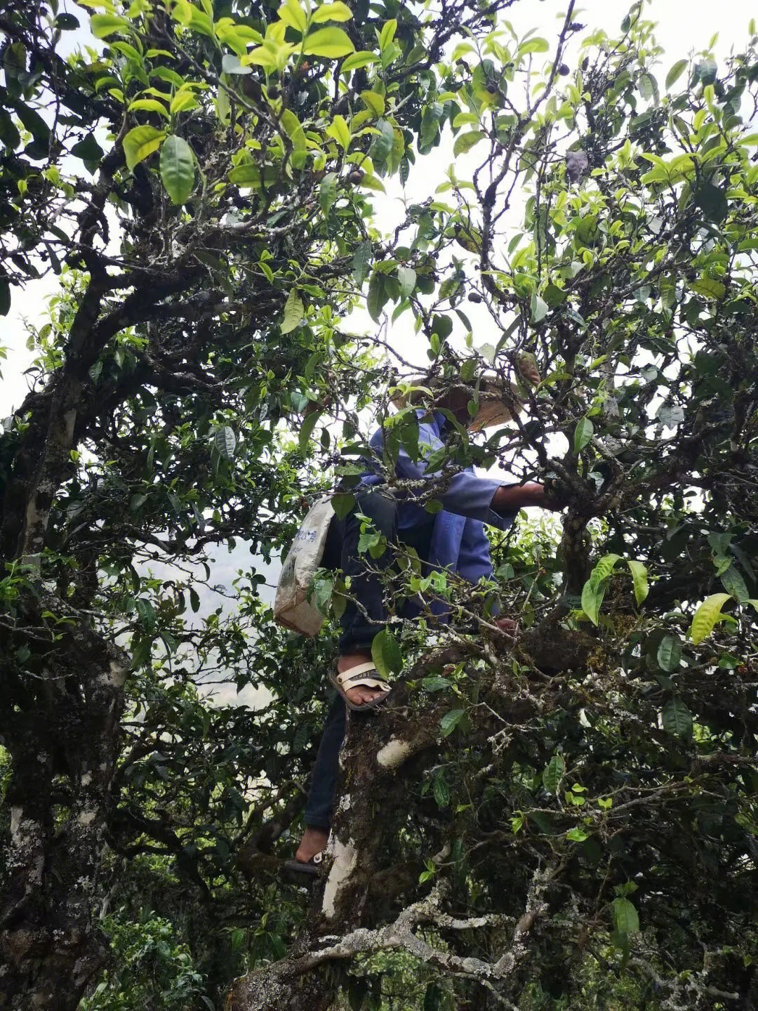 2023年寧洱擺尾箐古樹春茶品質如何？