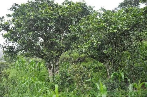 2023年鎮沅老海塘古樹春茶特點 是什么？