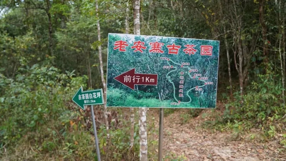 2023年普洱老安寨古樹春茶特點是什么？