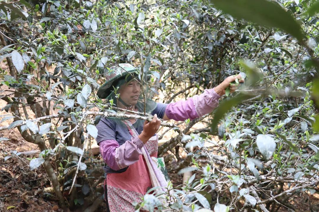 2023年普洱老安寨古樹春茶口感怎么樣？