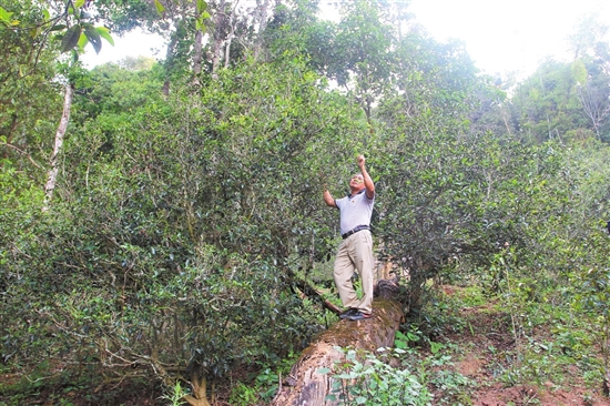 2023年普洱老安寨古樹春茶價格是多少？