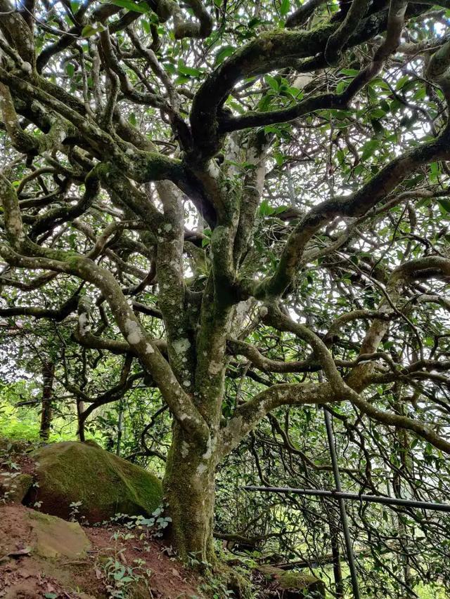 2023年千家寨古樹春茶品質(zhì)如何？