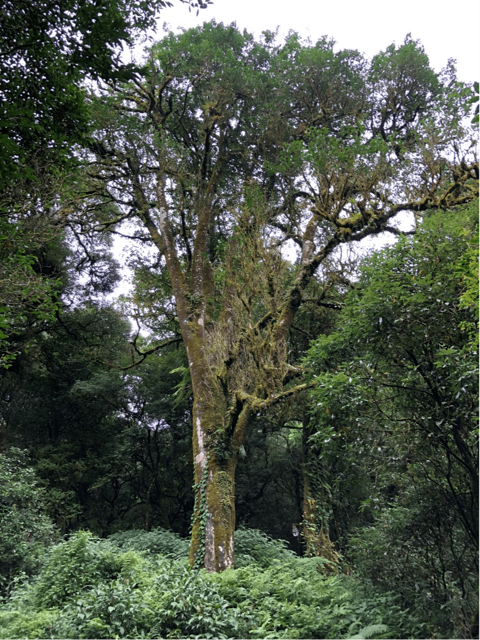 2023年千家寨古樹春茶價格是多少？