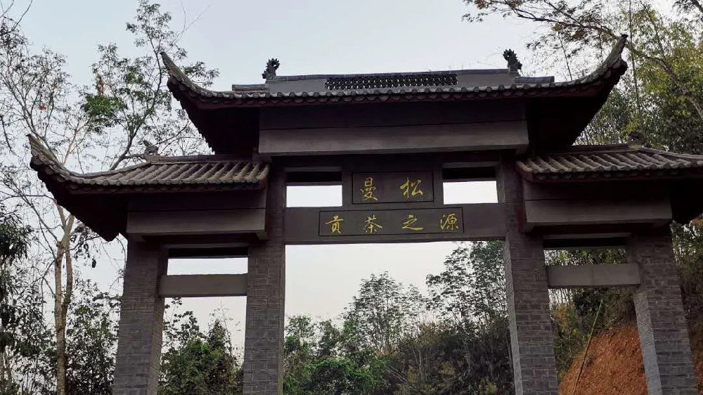 2024年曼松古樹春茶品質(zhì)如何？