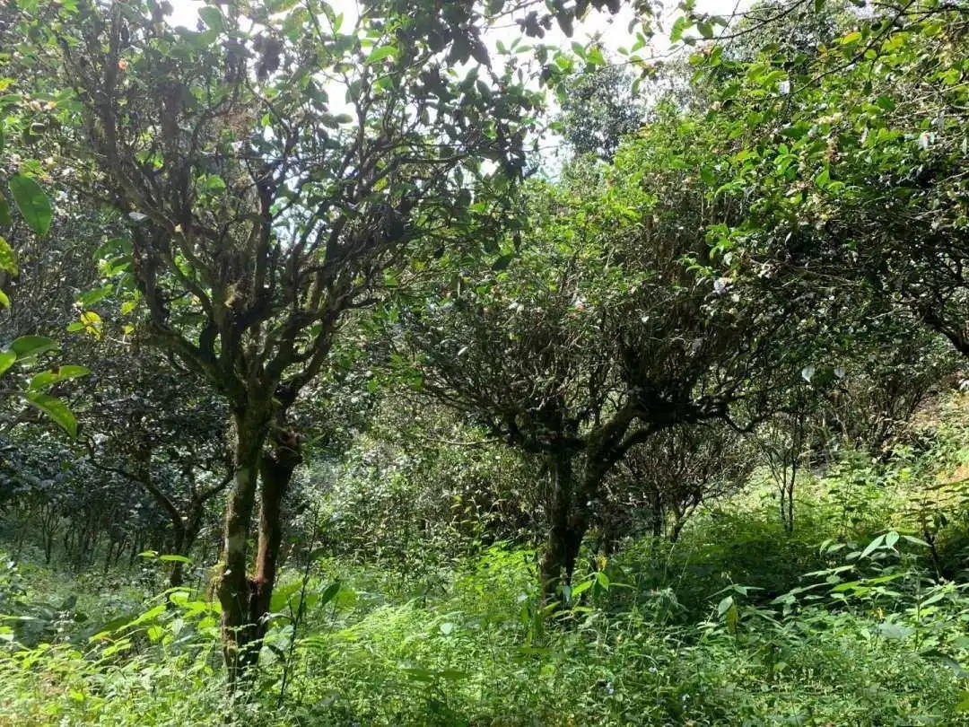 2024年墨江鳳凰窩古樹春茶品質怎么樣?