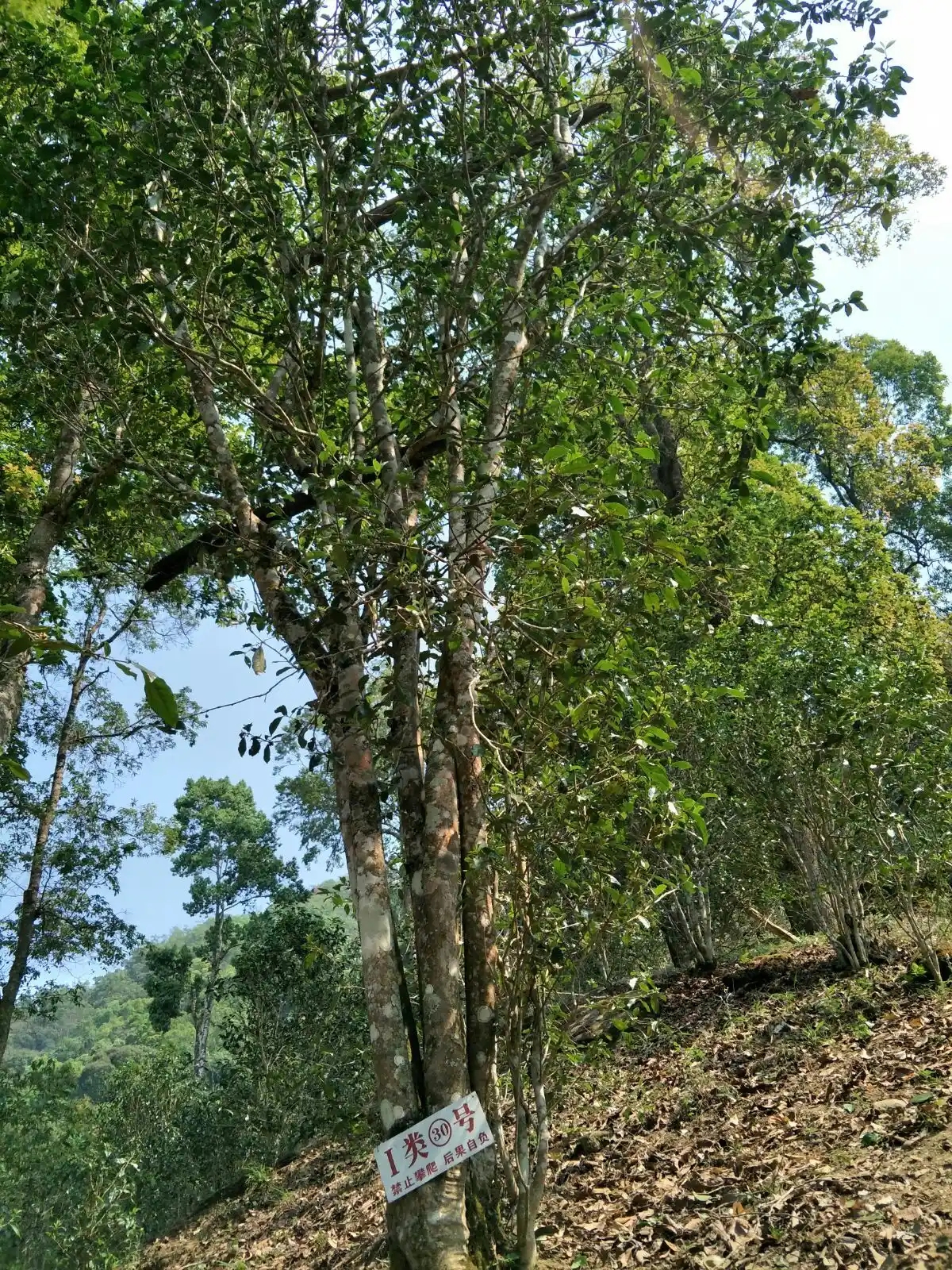 野境王者、普洱巔峰!薄荷塘成為普洱無冕之王的十大原因