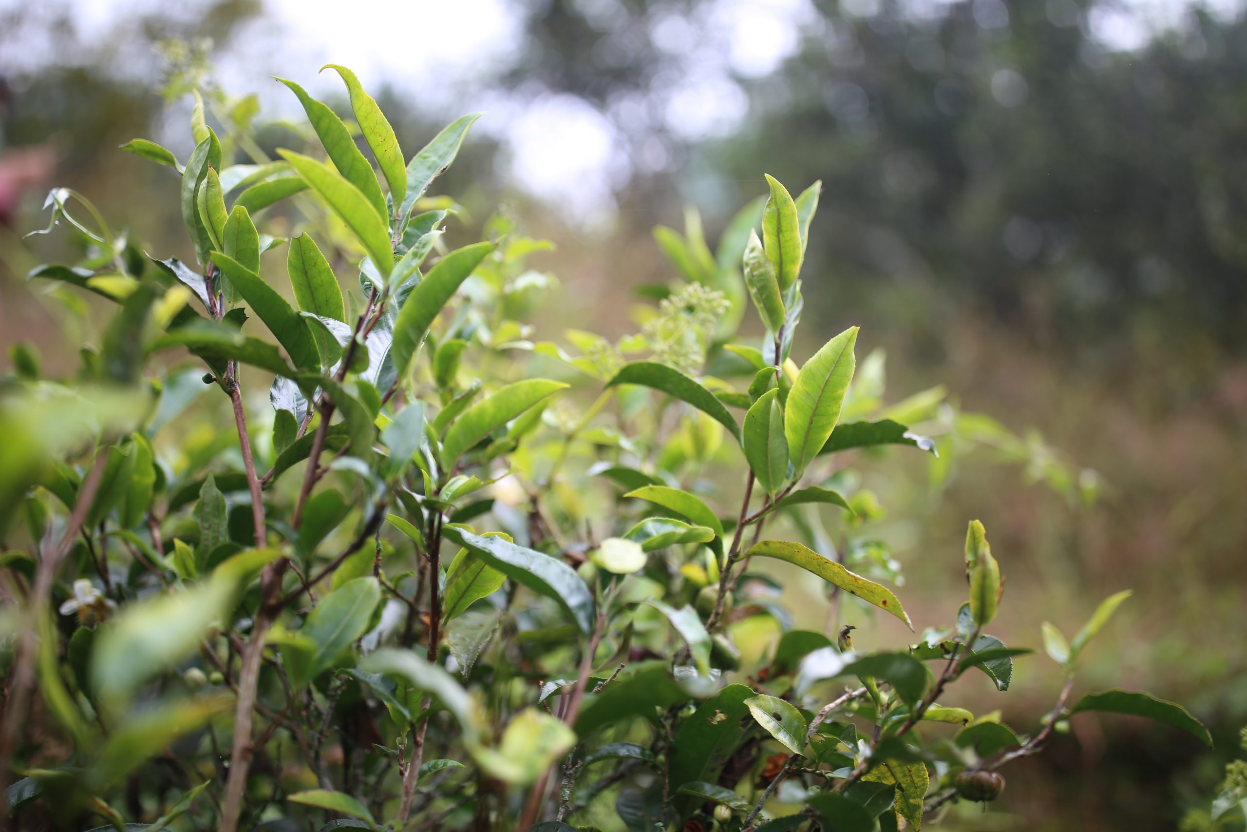 2025年蠻磚古樹春茶多少錢一公斤？